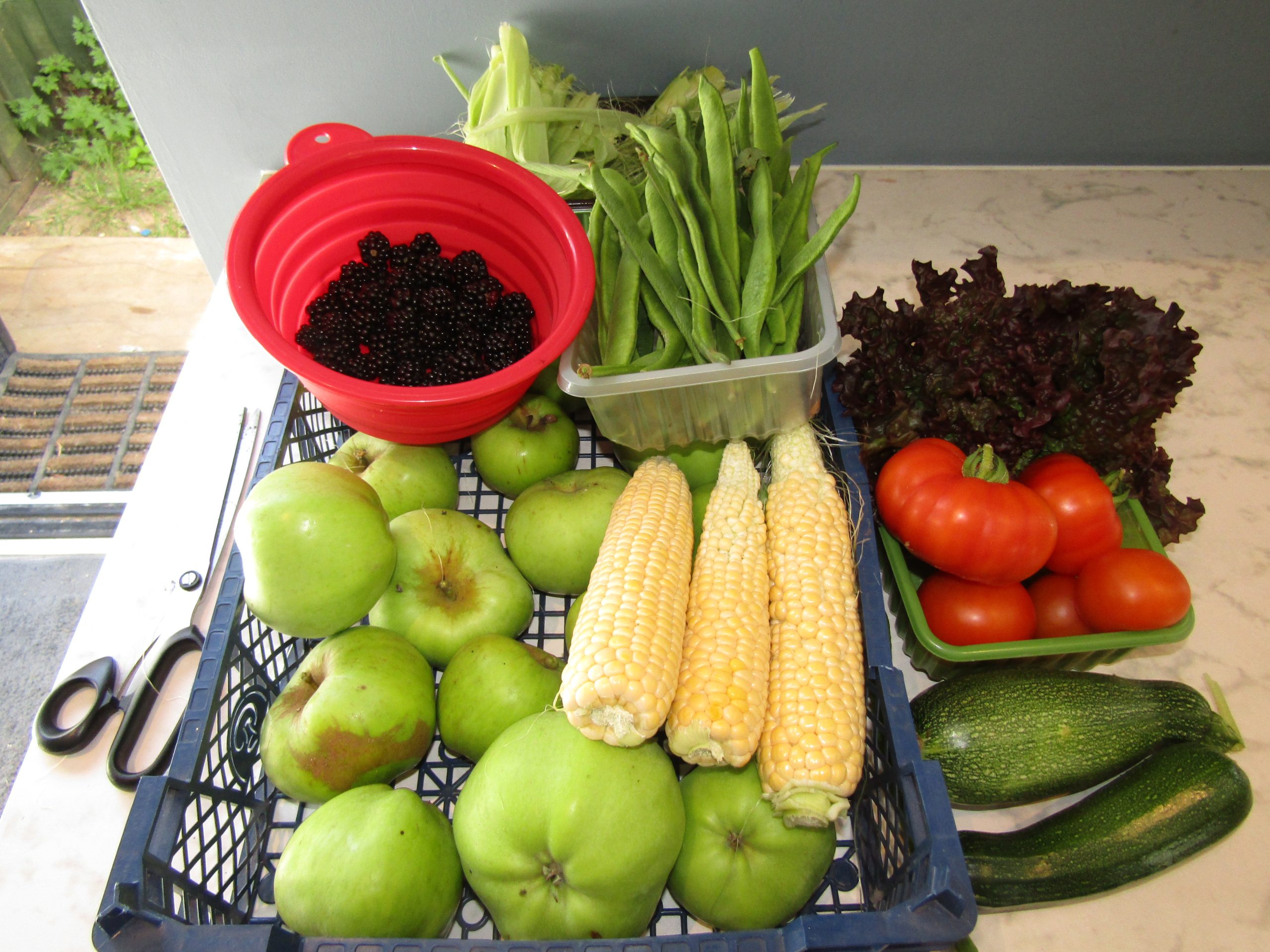 Erntekiste mit Äpfeln und Maiskolben, daneben Schalen mit Brombeeren, Bohnen, Tomaten, Zucchini und rotem Salat.
