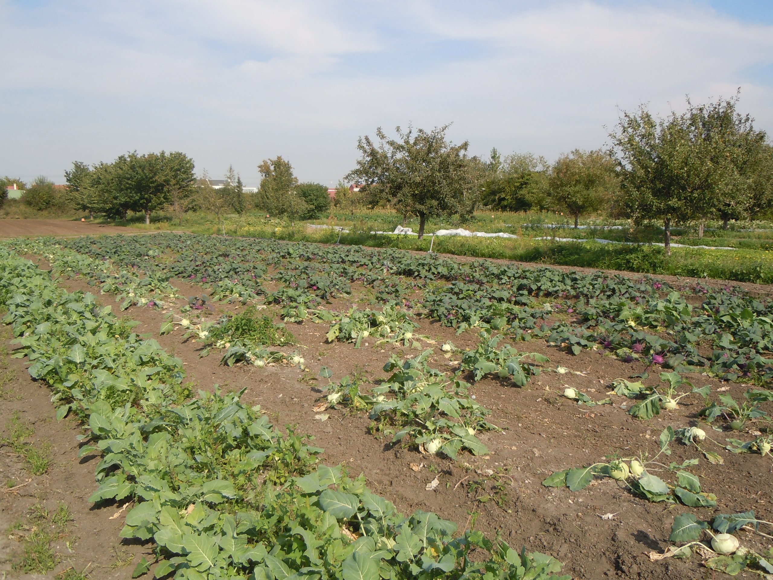 Gemüseacker mit langen Reihen Kohlrabi und Kohl, am Feldrand Obstbäume und Sträucher.